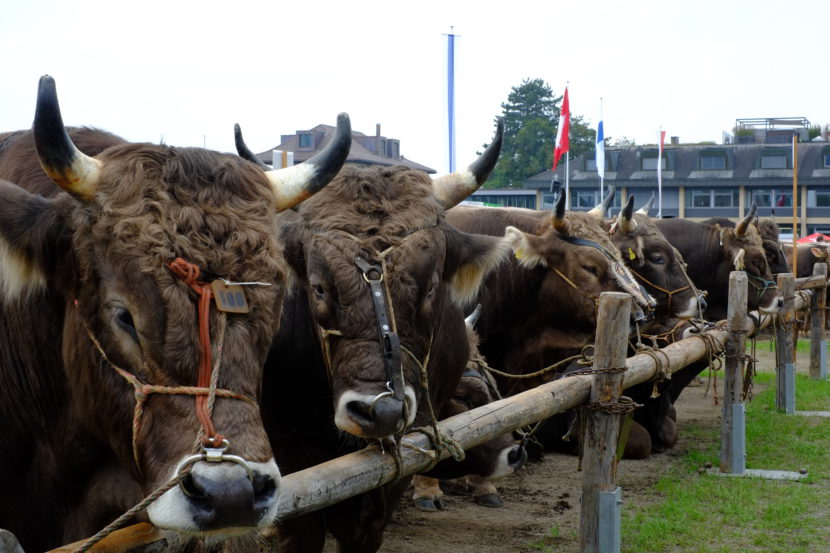 DSCF7824-Bearbeitet